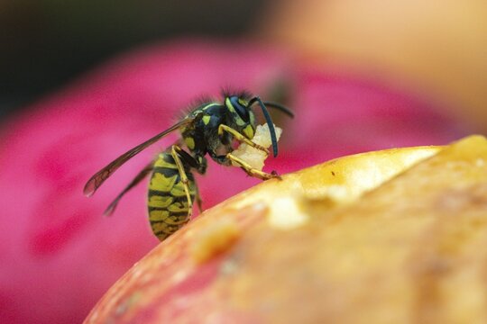 German wasp, real wasp, German wasp, hymenoptera, short-headed wasps, vespula germanica, on apple, on food, on fruit, apple, wrinkled wasps, insects, fruit, wasp, wasp