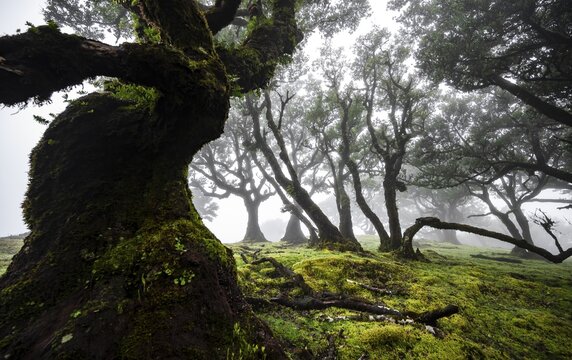 Laurel trees overgrown with moss and plants in the mist, Old laurel forest, stinkwood (Ocotea foetens), Laurisilva, UNESCO World Heritage Site, Fanal, Madeira, Portugal