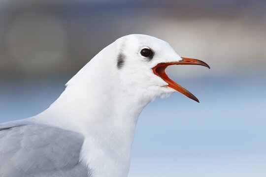 Screeching black-headed gull (Larus ridibundus) in winter plumage, Schleswig-Holstein, Germany