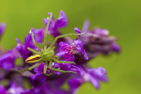 Arachnida, broad-leaved fingerwort, broad-leaved cuckoo flower, broad-leaved orchid, broad-leaved marsh orchid, fan orchid, broad-leaved marsh orchid Flora, Green Huntsman Spider, Spiders, Plants, Spiders, Spiders