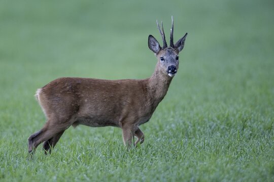 Roebuck (Capreolus capreolus), Emsland, Lower Saxony, Germany