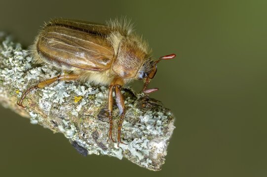 Amphimallon solstitiale, leaf horn beetle, curlew, European June beetle, ribbed curlew, June beetle, small May beetle, scarabaeidae, beetle, coleoptera, insects, beetles, summer chafer