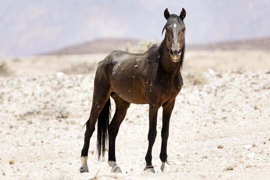 Wild horse (Equus caballus), Namib horse, Garub, Namibia