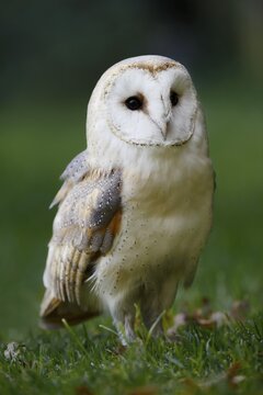 Barn owl (Tyto alba) in a meadow, Germany