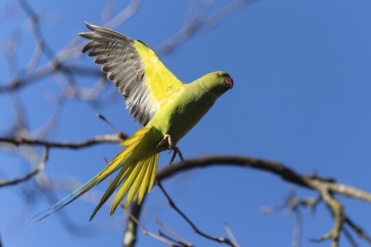 Rose-ringed parakeet (Psittacula krameri) in flight, wildlife, Germany