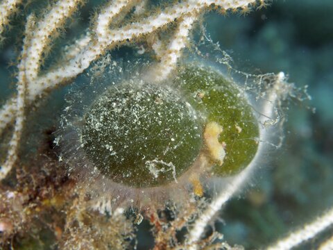 Close-up of greenish algae, sea ball, ball algae (Codium bursa), in an underwater ecosystem, dive site Giens Peninsula, Mediterranean Sea, Porquerolles, Provence, C&ocirc;te d'Azur, France