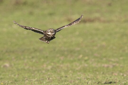 Little owl (Athene noctua), flying, Emsland, Lower Saxony, Germany