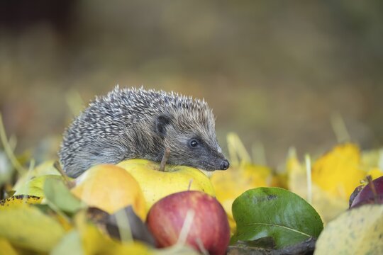 European hedgehog (Erinaceus europaeus) adult on fallen Autumn apples, Suffolk, England, United Kingdom
