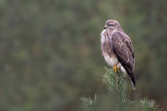 Steppe buzzard (Buteo buteo), sitting on a pine tree, Tyrol, Austria