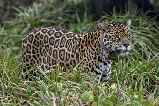 Jaguar (Panthera onca) with radio collar stands attentively in the tall grass, Conservation Land Trust breeding station, Iber&aacute; Project, Esteros del Iber&aacute;, San Alonso Island, Corrientes Province, Argentina