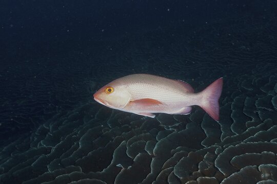 A double-spotted snapper (Lutjanus bohar) swims over deep blue coral structures in the sea. Dive site Sodwana Bay National Park, Maputaland Marine Reserve, iSimangaliso Wetland Park, KwaZulu Natal, South Africa