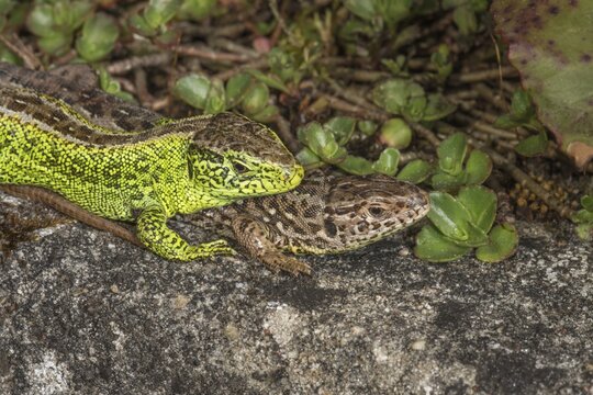 Two sand lizards (Lacerta agilis), male on the left, female on the right showing mating behaviour on a stone, surrounded by plants and nature, Baden-W&uuml;rttemberg, Germany