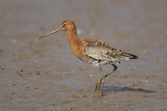Black tailed godwit (Limosa limosa) adult male wader bird in summer plumage on a mudflat, England, United Kingdom