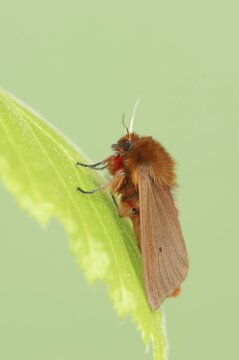 Cinnamon bear or ruby tiger (Phragmatobia fuliginosa), North Rhine-Westphalia, Germany