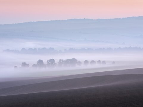Field landscape at dawn, fog moving through rows of trees and ploughed fields in autumn, Osterwieck, Harz, Harz foothills, Saxony-Anhalt, Germany