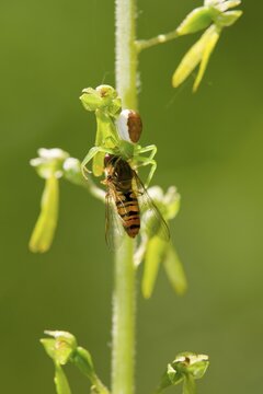 Goldenrod crab spider (Misumena vatia) has captured a hoverfly (Syrphidae), Thuringia, Germany