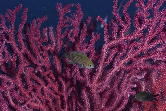 Monkfish (Chromis chromis) swimming in front of pink Violescent sea-whip (Paramuricea clavata), dive site Wreck le Donator, Giens Peninsula, Provence Alpes C&ocirc;te d'Azur, France