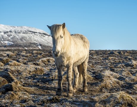Icelandic horse (Equus islandicus) in front of snow covered mountains, South Iceland, Iceland