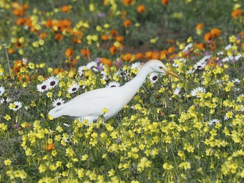 Yellow-billed egret (Mesophoyx intermedia) in the West Coast National Park, Cape Town, Western Cape, South Africa. Every South African spring (August) (September) the dry desert is transformed into a sea of flowers