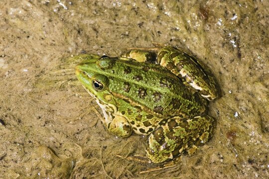 Frog (Rana spec.), Krka National Park, Dalmatia, Croatia, Europe