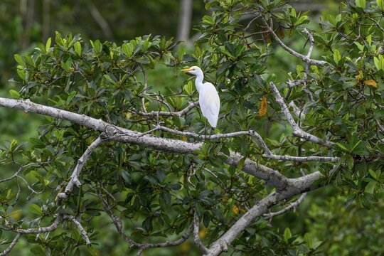 Cattle egret (Bubulcus ibis), Loango National Park, Parc National de Loango, Ogoou&eacute;-Maritime Province, Gabon