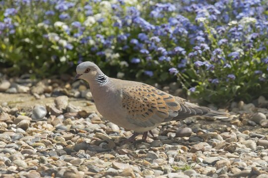 Turtle dove (Streptopelia turtur) adult bird on an urban garden shingle path, England, United Kingdom