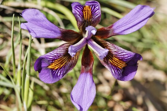 Cretan Iris (Iris cretensis) near Psychro, Lasithi Plateau, Crete, Greece, Europe