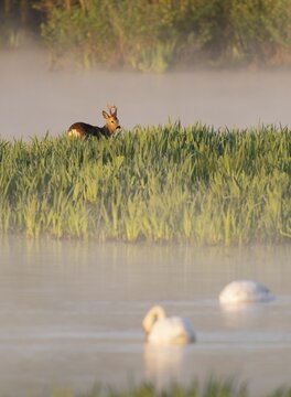 Roe deer (Capreolus capreolus), roebuck standing in a wet meadow, in a wetland biotope at a lake, morning mist, warm morning light, mute swans (Cygnus olor) on the water, Lower Saxony, Germany