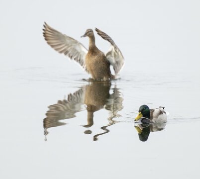Mallard (Anas platyrhynchos), male and female, on a lake, female flapping her wings, Lower Saxony, Germany