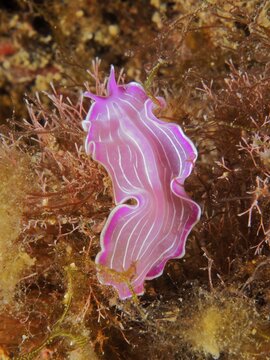 Variable flatworm (Prostheceraeus giesbrechtii), marine animal, diving site marine reserve Cap de Creus, Rosas, Costa Brava, Spain, Mediterranean Sea