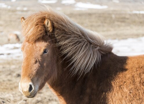Brown Icelandic horse, Icelandic horse breed (Equus islandicus), portrait, Southern Region, Iceland