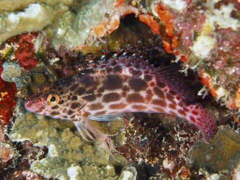 A patterned Coral hawkfish (Cirrhitichthys oxycephalus) hides among colourful corals in the sea, dive site SD, Nusa Ceningan, Nusa Penida, Bali, Indonesia