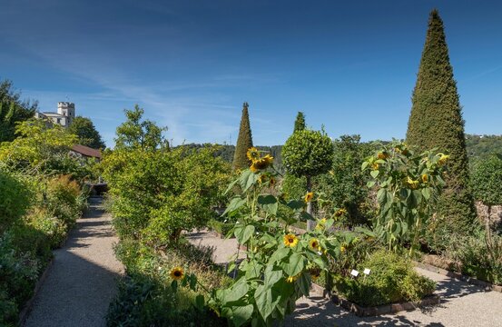 Sunflowers, bastion garden of Willibaldsburg, dates back to the botanical garden created by Prince-Bishop Johann Konrad von Gemmingen, plants served as a model for the Hortus Eystettensis published in 1613, the most famous plant book of the Renaissance, Eichst&auml;tt, Altm&uuml;hltal, Upper Bavaria, Bavaria, Germany