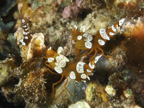 Lively harlequin shrimp, hollow back shrimp (Thor amboinensis), hiding among the colourful corals of the ocean, dive site Spice Reef, Penyapangan, Bali, Indonesia