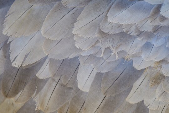 Feathers of crane (grus grus), plumage, wings, structure, V&auml;sterg&ouml;tland, Sweden