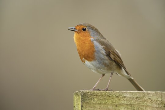 European robin (Erithacus rubecula) adult bird singing on a fence post, Suffolk, England, United Kingdom