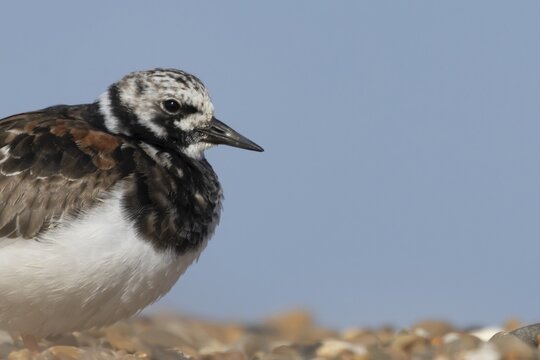 Ruddy turnstone (Arenaria interpres) adult wading bird in summer plumage on a shingle beach, Suffolk, England, United Kingdom