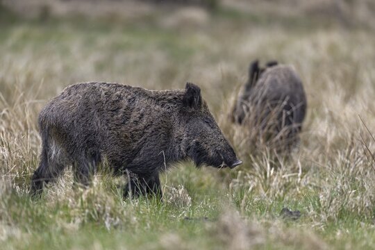 There is no greater compliment for a wildlife photographer than completely relaxed animals in front of the camera, as demonstrated by this wild boar (Sus scrofa), Denmark