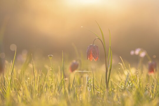 Chess flower, also called checkerboard flower (Fritillaria meleagris) in a wet meadow, sunset, Doubs nature park Park, Les Brenets, Canton Neuch&acirc;tel, Switzerland