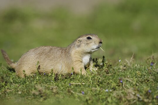 Black-tailed prairie dog (Cynomys ludovicianus), captive, occurring in North America