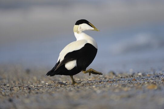 Common Eider (Somateria mollissima) marching