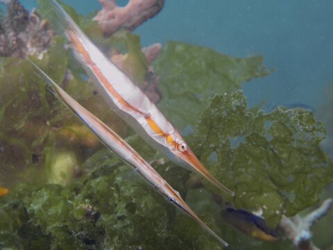 Two long-nosed fish, jointed razorfish (Aeoliscus strigatus), swim side by side in an underwater landscape with seaweed, at the Secret Bay dive site, Gilimanuk, Bali, Indonesia