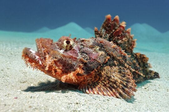 Tassled Scorpionfish also known as Fringed Scorpionfish (Scorpaenopsis oxycephala), lies unusually uncamouflaged on sandy bottom, Red Sea, Makadi Bay, Port Safaga, Egypt