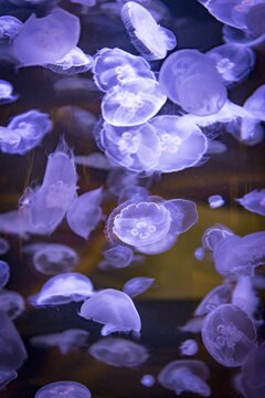 Many transparent Common jellyfishes (Aurelia aurita) in an aquarium, occurrence Pacific, Aquarium Vancouver, British Columbia, Canada