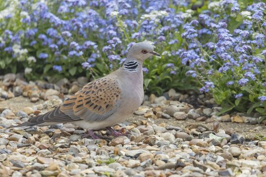 Turtle dove (Streptopelia turtur) adult bird on a shingle garden path in spring, England, United Kingdom