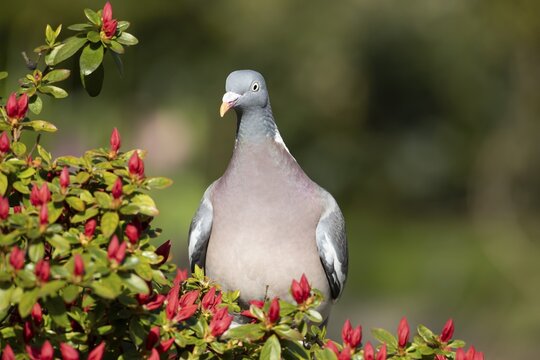 Wood pigeon (Columba palumbus) adult bird on a garden Azalia plant with red flowers in spring, England, United Kingdom