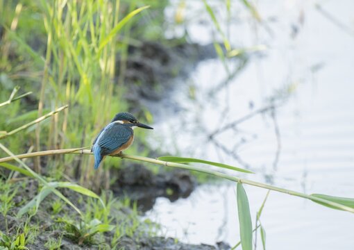 Kingfisher (Alcedo atthis) sitting on a reed stalk Kingfisher (Alcedo atthis) sitting on a reed stalk, reed (Phragmites australis) and looking for prey, Lower Saxony, Germany