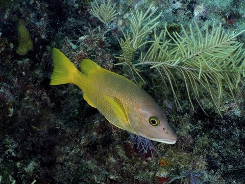Yellow fish, schoolmaster snapper (Lutjanus apodus), swimming among corals in the sea. Dive site John Pennekamp Coral Reef State Park, Key Largo, Florida Keys, Florida, USA