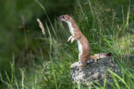 An ermine (Mustela erminea) keeps watch from a rock, Vechta, Lower Saxony, Germany