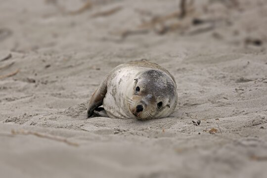 Australian sea lion (Neophoca cinerea), juvenile, on the beach, Seal Bay Conservation Park, Kangaroo Island, South Australia, Australia